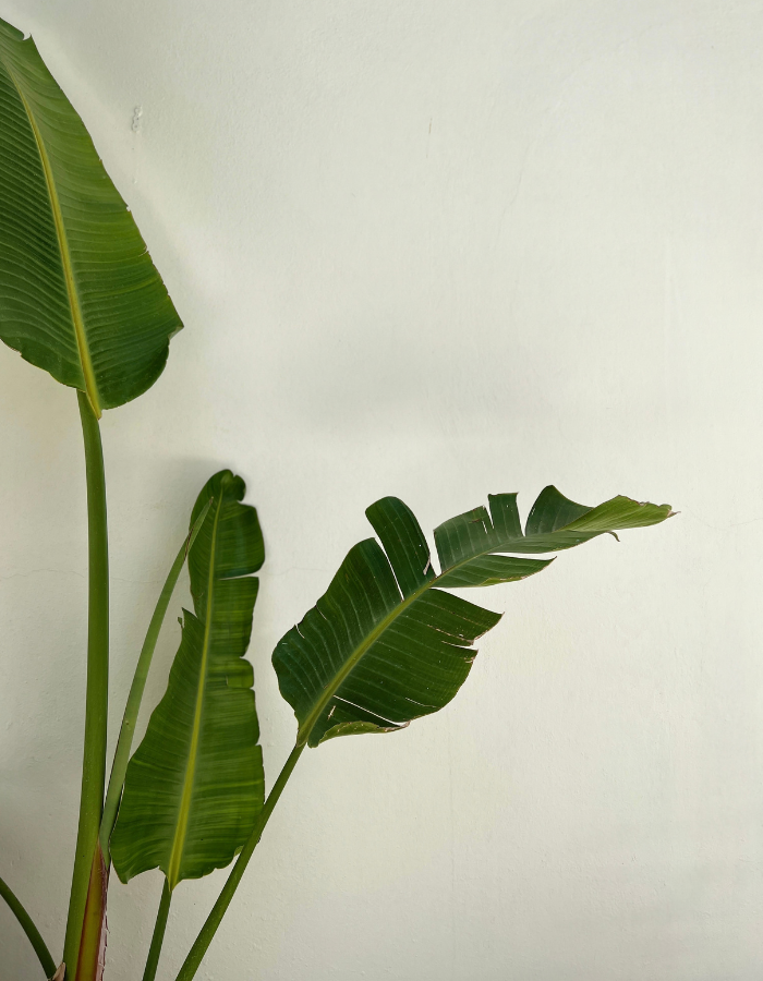 suivi naturopathe toulouse cycle